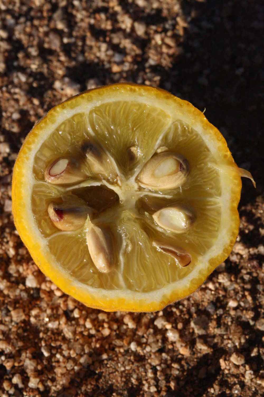                Fruit cross-section (Swingle, Riverside,   CA)       